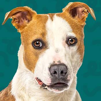 Bella -  Cattle Dog and Mixed Breed Dog for Adoption in Reno, Nevada - Bella | PetCurious