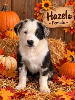 Pumpkin Patch Pups : Hazel -  Australian Shepherd Dog for Adoption in Aurora, Indiana - Pumpkin Patch Pups : Hazel | PetCurious