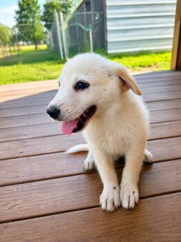 Tater Tot -  Golden Retriever and Australian Shepherd Dog for Adoption in Dallas, Texas - Tater Tot | PetCurious