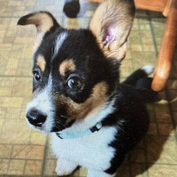 Roxie -  Mixed Breed Dog for Adoption in Dekalb, Illinois - Roxie | PetCurious