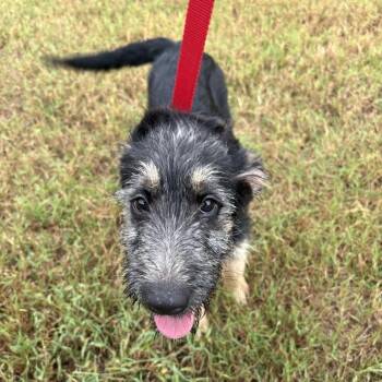 Buzz -  Shepherd and Wirehaired Terrier Dog for Adoption in North Charleston, South Carolina - Buzz | PetCurious