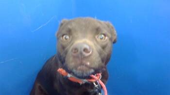 Rescue Mixed Breed Dogs for Adoption in Dallas, Texas - LAYLA | PetCurious