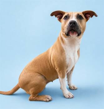 Pit Bull Terrier Dogs Available for Adoption in Westminster, Maryland - FAWN | PetCurious