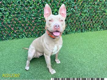 Rescue Mixed Breed Dogs for Adoption in West Palm Beach, Florida - BUNNY | PetCurious