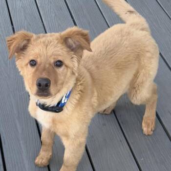 Golden Retriever and Australian Shepherd Dogs Available for Adoption - Waffles | PetCurious