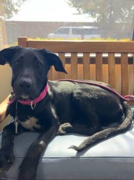Shadow -  Great Dane Dog for Adoption in Manhattan Beach, California - Shadow | PetCurious
