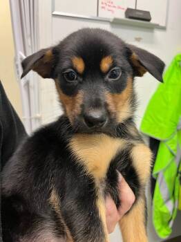Dingo -  Shepherd and Husky Dog for Adoption in Yellowknife, Northwest Territories - Dingo | PetCurious