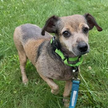 Pely -  Chihuahua Dog for Adoption in Baldwin, Maryland - Pely | PetCurious