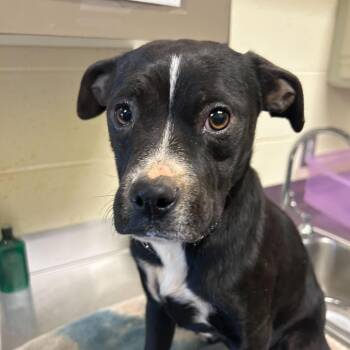 Mixed Breed Dogs Available for Adoption - Millie | PetCurious