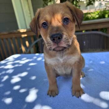 Belgian Shepherd Malinois and German Shepherd Dog Dogs Available for Adoption in San Antonio, Texas - Bleu | PetCurious