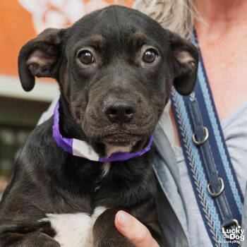 Rescue Labrador Retriever and Retriever Dogs for Adoption in Washington, District Of Columbia - Candice | PetCurious
