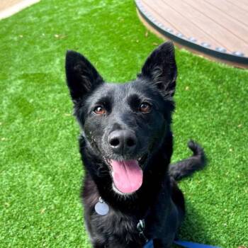 German Shepherd Dog Dogs Available for Adoption in Walnut Creek, California - Bella | PetCurious