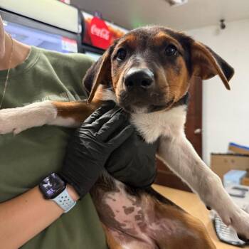 Cypress -  Mixed Breed Dog for Adoption in Tacoma, Washington - Cypress | PetCurious