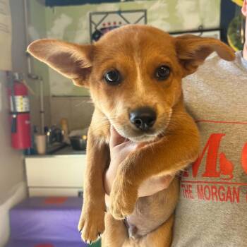 Croissant -  Australian Cattle Dog Blue Heeler Dog for Adoption in Martinsville, Indiana - Croissant | PetCurious