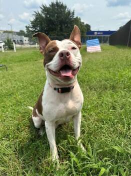 4th of July Footlong -  Pit Bull Terrier Dog for Adoption in Richmond, Virginia - 4th Of July Footlong | PetCurious