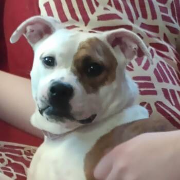 Clementine -  Pit Bull Terrier and Mixed Breed Dog for Adoption in Greensboro, North Carolina - Clementine | PetCurious