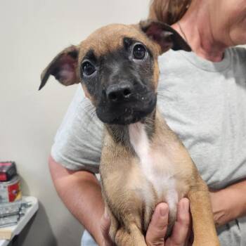 Willow -  Pug and Shepherd Dog for Adoption in Walnutport, Pennsylvania - Willow | PetCurious