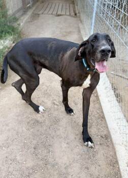 Stormy -  Great Dane Dog for Adoption in Severance, Colorado - Stormy | PetCurious