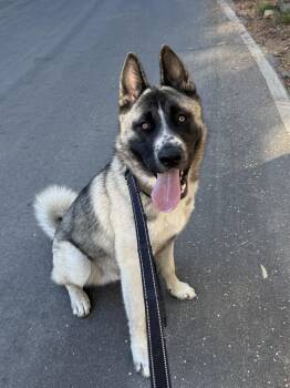 Kingston -  Siberian Husky and Akita Dog for Adoption in Menifee, California - Kingston | PetCurious