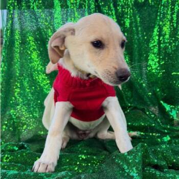 Valentina -  Yellow Labrador Retriever Dog for Adoption in Englewood, Florida - Valentina | PetCurious