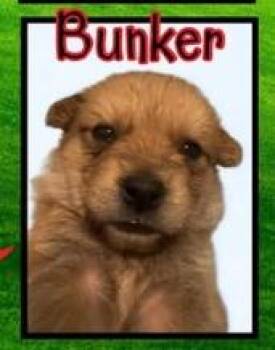 Bunker -  Mixed Breed Dog for Adoption in Mesa, Arizona - Bunker | PetCurious