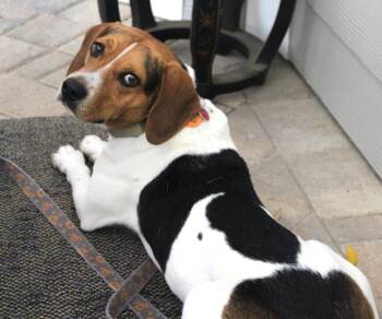 Beagle Dogs Available for Adoption in Dunnellon, Florida - Bourbon | PetCurious