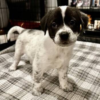 Bonnie Raitt -  Australian Cattle Dog Blue Heeler and Mixed Breed Dog for Adoption in St. Peters, Missouri - Bonnie Raitt | PetCurious