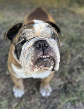 Rescue English Bulldog Dogs for Adoption in Austin, Texas - Willis | PetCurious