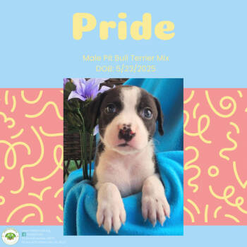 Rescue Pit Bull Terrier Dogs for Adoption in Pottstown, Pennsylvania - Pride | PetCurious