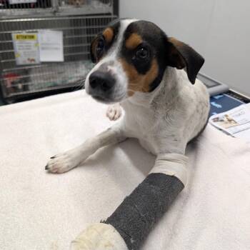 Cane -  Terrier Dog for Adoption in St. Augustine, Florida - Cane | PetCurious