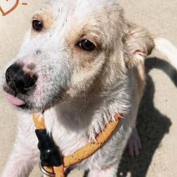 Reba -  Cattle Dog Dog for Adoption in Livingston, Texas - Reba | PetCurious