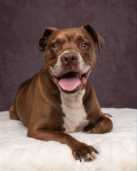 Rescue Pit Bull Terrier Dogs for Adoption in Ferndale, Washington - Rhett | PetCurious