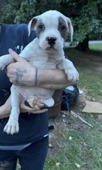 Carl Radke -  Pit Bull Terrier and American Bulldog Dog for Adoption in Watertown, Connecticut - Carl Radke | PetCurious