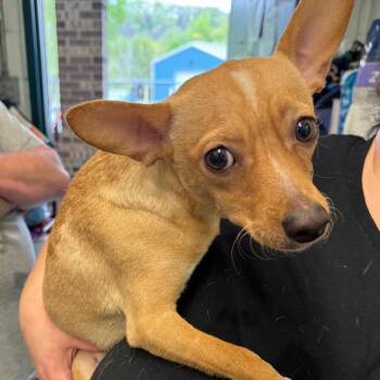 Ferguson -  Mixed Breed Dog for Adoption in Kittanning, Pennsylvania - Ferguson | PetCurious