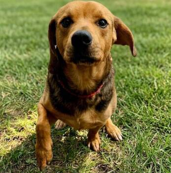 Shepherd Dogs Available for Adoption in Brooklyn Center, Minnesota - Fred | PetCurious