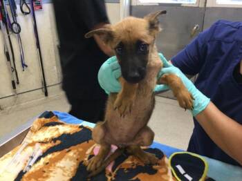 SOUTHERN -  German Shepherd Dog Dog for Adoption in Riverside, California - SOUTHERN | PetCurious