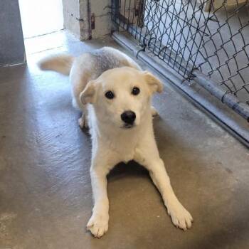 Mixed Breed Dogs Available for Adoption in Kokomo, Indiana - Sophie | PetCurious