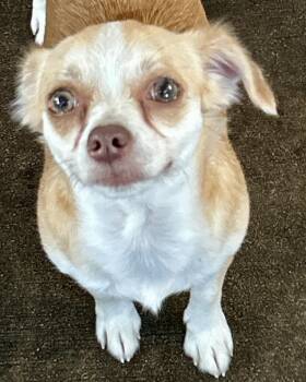 Autumn -  Chihuahua Dog for Adoption in Sarasota, Florida - Autumn | PetCurious