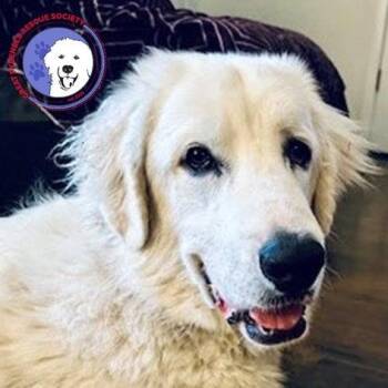 Jelly -  Great Pyrenees Dog for Adoption in Spring, Texas - Jelly | PetCurious