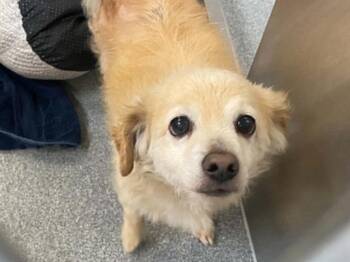 DONOVAN -  Pomeranian and Mixed Breed Dog for Adoption in Tustin, California - DONOVAN | PetCurious