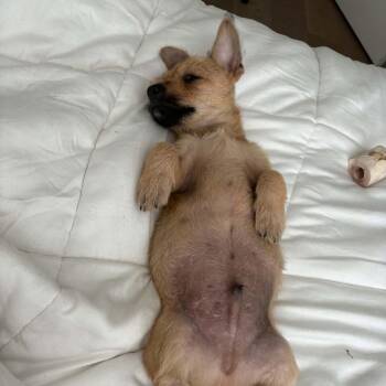 Bubby - Costa Mesa Location *Available 9/19* -  Terrier and Mixed Breed Dog for Adoption in Chino Hills, California - Bubby - Costa Mesa Location *Available 9/19* | PetCurious