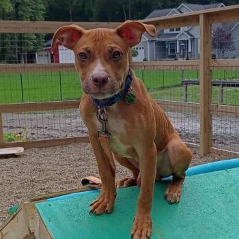 Tater -  Pit Bull Terrier Dog for Adoption in Grafton, Ohio - Tater | PetCurious