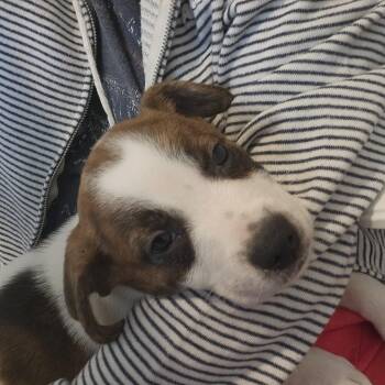 Buckwheat -  Beagle and Australian Cattle Dog Blue Heeler Dog for Adoption in Alma, Michigan - Buckwheat | PetCurious