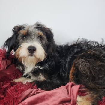 Zeus -  Poodle Dog for Adoption in Fort Wayne, Indiana - Zeus | PetCurious