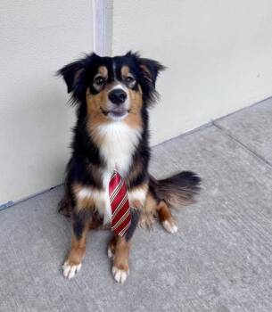 Border Collie Dogs Available for Adoption in Mckinney, Texas - Amos | PetCurious