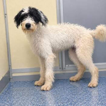 Sheila -  Mixed Breed Dog for Adoption in Buffalo, Minnesota - Sheila | PetCurious