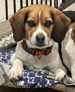 Jim -  Beagle Dog Available for Adoption in West Decatur, Pennsylvania - Jim | PetCurious
