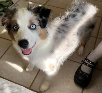 Australian Shepherd Dogs Available for Adoption in Bloomsdale, Missouri - Sassy Sue  | PetCurious