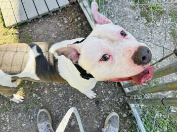 Rescue Terrier Dogs for Adoption in Hollister, Missouri - Darius | PetCurious