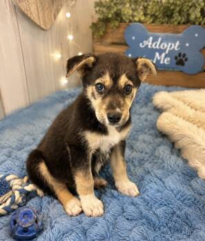 Dean -  German Shepherd Dog and Mountain Cur Dog for Adoption in Ooltewah, Tennessee - Dean | PetCurious